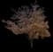 Honeylocust Tree — design image 8