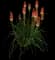 Red Hot Poker (Kniphofia) — design image 4