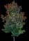 Bracken's Brown Beauty Magnolia — design image 1