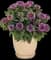 Leading Lady™ Amethyst Bee Balm — design image 3
