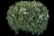 Leatherleaf Viburnum — design image 4