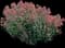 Jupiter's Beard — design image 1
