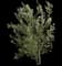 Olive Tree — design image 4