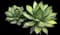 Shaw's Agave — design image 10