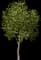 Buckeye Tree — design image 1
