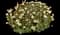 African daisy — design image 1
