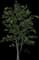 Golden Shower Tree — design image 3