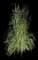 Ravenna Grass — design image 2