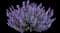 Catnip — design image 1