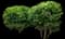 Miracle Berry Plant — design image 1
