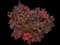 Barberry Bush — design image 19