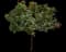 Peregrina — design image 1