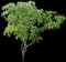 Lychee Tree — design image 1