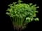 Chinese Peony — design image 5