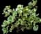 Variegated Ficus Triangularis — design image 1
