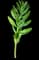 Persian fritillary — design image 15