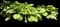 Stained Glass Hosta Plant — design image 1