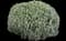 English Lavender — design image 14
