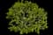 Rose of Sharon — design image 6