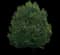 Japanese Zelkova Trees — design image 4