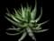 Red Hot Poker Aloe — design image 1