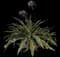 Asiatic poison lily — design image 15