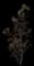 Southern Magnolia — design image 2