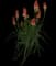 Red Hot Poker (Kniphofia) — design image 8