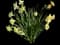 Ziva Paperwhite Daffodil — design image 1