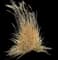 Karl Foerster Grass — design image 8