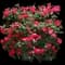 Knock Out Roses — design image 1