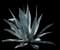 Blue American Agave Plant — design image 20