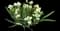 Bearded Iris — design image 1