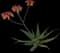 Soap Aloe — design image 17