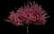Crabapple Tree — design image 12
