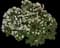 Jade Plant — design image 7