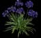 Agapanthus Little Blue Fountain™ — design image 1