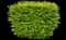 Cole's Compact Burning Bush — design image 5