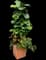 Fiddle-Leaf Fig Tree — design image 5