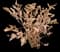 Chinese Peony — design image 14