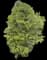 Chamaecyparis Paul's Gold® — design image 6
