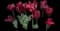 Tulip 'Lasting Love Lily Flowering' — design image 1