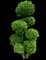 Boxwood - Topiary — design image 1