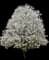 Royal Star Magnolia Tree — design image 2