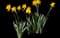 Wild Daffodil — design image 21