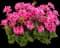 Geranium (Pelargonium) — design image 1