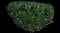 Cherry Laurel Shrub — design image 8