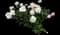 Peony (Paeonia) — design image 35