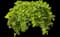 Goldilocks Creeping Jenny — design image 1
