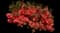 Double Take® Orange Quince — design image 1